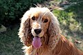 "Bill" - Cocker spaniel anglais 8.JPG