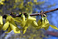 - Forsythia intermedia 02 -.jpg