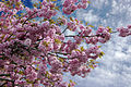 - Prunus serrulata 01 -.jpg