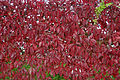 - Parthenocissus quinquefolia 01 -.jpg