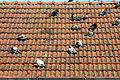 - Roof with pigeons -.jpg
