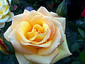 (158) Yellow rose.jpg
