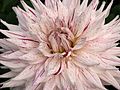 "Mick's Peppermint" dahlia.jpg