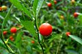 (1) Solanum pseudocapsicum02.jpg