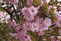 - Prunus serrulata 02 -.jpg