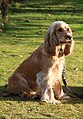 "Bill" - Cocker spaniel anglais 3.jpg