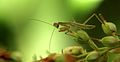 "The Beginning".Praying Mantis.jpg