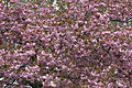 - Prunus serrulata 03 -.jpg