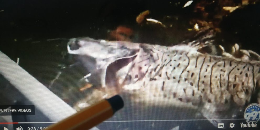 IMG_20200819_091935_resized_20200819_092006770